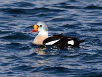 Somateria spectabilis 3, Koningseider, Saxifraga-Bart Vastenhouw