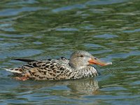 Spatula clypeata 2, female, Slobeend, Saxifraga-Jan van der Straaten