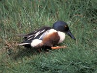 Spatula clypeata 5, male, Slobeend, Saxifraga-Piet Munsterman