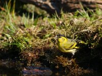 Spinus spinus 29, Sijs, adult, male, Saxifraga-Theo Verstrael