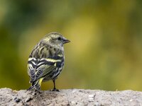 Spinus spinus 78, Sijs, adult, female, Saxifraga-Theo Verstrael