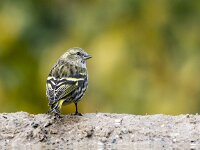 Spinus spinus 79, Sijs, adult, female, Saxifraga-Theo Verstrael