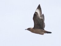 Stercorarius skua 5, Grote jager, juvenile, Saxifraga-Mark Zekhuis