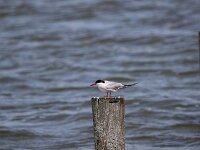 Sterna hirundo 134, Visdief, Saxifraga-Peter Meininger
