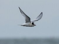 Sterna hirundo 67, Visdief, adult, winter plumage, Saxifraga-Theo Verstrael