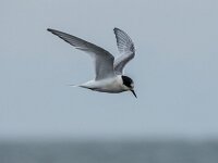 Sterna hirundo 68, Visdief, adult, winter plumage, Saxifraga-Theo Verstrael