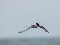 Sterna hirundo 69, Visdief, adult, winter plumage, Saxifraga-Theo Verstrael