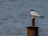 Sterna hirundo 73, Visdief, adult, Saxifraga-Theo Verstrael
