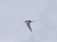 Sterna paradisaea 59, Noordse stern, Saxifraga-Willem van Kruijsbergen