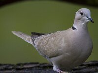 Streptopelia decaocto, Collared Dove