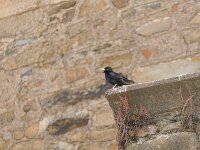 Sturnus unicolor 17, Zwarte spreeuw, Saxifraga-Michiel Drok