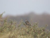 Sturnus vulgaris 212, Spreeuw, Saxifraga-Peter Meininger