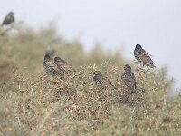 Sturnus vulgaris 213, Spreeuw, Saxifraga-Peter Meininger