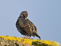 Sturnus vulgaris 214, Spreeuw, Saxifraga-Tom Heijnen