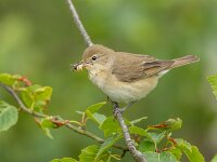 Sylvia borin 16, Tuinfluiter, Saxifraga-Bart Heijne : 2025, Engbertsdijksvenen, Sylvia borin, juni, tuinfluiter, voeren, vogel, zomer