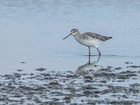 Tringa erythropus 10, Zwarte ruiter, adult, winter plumage, Saxifraga-Theo Verstrael