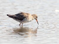 Tringa totanus 120, Tureluur, Saxifraga-Bart Vastenhouw