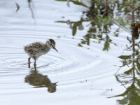 Tringa totanus 86, Tureluur, chicken, Saxifraga-Theo Verstrael