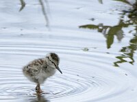 Tringa totanus 88, Tureluur, chicken, Saxifraga-Theo Verstrael