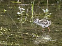 Tringa totanus 89, Tureluur, chicken, Saxifraga-Theo Verstrael