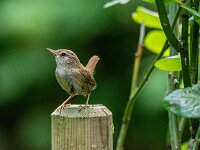 Troglodytes troglodytes 18, Winterkoning, adult, Saxifraga-Theo Verstrael