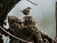 Troglodytes troglodytes 7, Winterkoning, adult, male, Saxifraga-Theo Verstrael