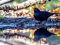 Turdus merula, Blackbird