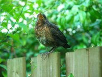 Turdus merula 49, Merel, juvenile, Saxifraga-Theo Verstrael