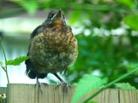 Turdus merula 65, Merel, juvenile, Saxifraga-Theo Verstrael
