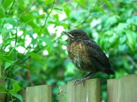Turdus merula 8, Merel, juvenile, Saxifraga-Theo Verstrael