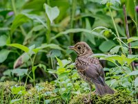 Turdus philomelos 13, Zanglijster, juvenile, Saxifraga-Theo Verstrael