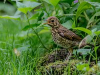 Turdus philomelos 9, Zanglijster, juvenile, Saxifraga-Theo Verstrael