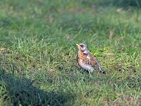 Turdus pilaris 16, Kramsvogel, Saxifraga-Tom Heijnen
