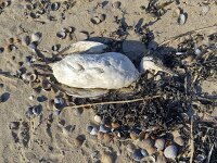 Dead Common murre or Common guillemot (Uria aalge) washed ashore on sandy beach, Burgh-Haamstede, Zeeland, Netherlands  Dead Common murre or Common guillemot (Uria aalge) washed ashore on sandy beach, Burgh-Haamstede, Zeeland, Netherlands : dead, death, Common murre, murre, Common guillemot, guillemot, Uria aalge, auk, bird, seabird, animal, fauna, wildlife, avifauna, wild animal, wild bird, nature, natural, washed ashore, sandy, beach, Burgh-Haamstede, Zeeland, Netherlands, dutch, europe, european