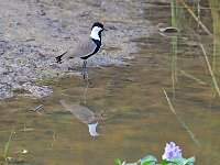 Vanellus spinosus 11, Sporenkievit, Saxifraga-Tom Heijnen