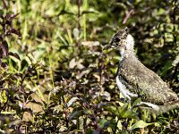 Vanellus vanellus 110, Kievit, juvenile, Saxifraga-Theo Verstrael