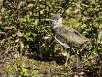 Vanellus vanellus 85, Kievit, juvenile, Saxifraga-Theo Verstrael