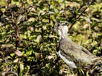 Vanellus vanellus 86, Kievit, juvenile, Saxifraga-Theo Verstrael