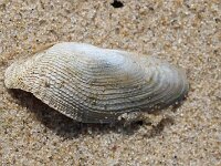 Barnea parva