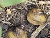 Two valves of shell Asian clam (Corbicula fluminea)  Two valves of shell Asian clam (Corbicula fluminea) : Asian clam, valve, valves, 2, two, shell, shellfish, Corbicula fluminea, corbicula, animal, invasive, species, wild, wild animal, wildlife, nature, natural, outside, outdoor, outdoors, dead, texture