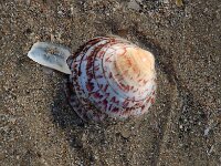 Dosinia exoleta