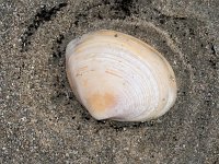 Mactra stultorum 1, Grote strandschelp, Saxifraga-Bart Vastenhouw