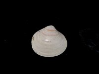 Mysia undata