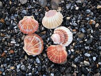 Pecten jacobaeus