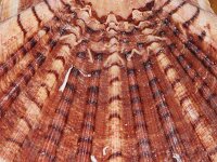 Pecten jacobaeus 2, Jacobsschelp, Saxifraga-Sytske Dijksen