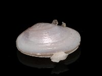 Tellimyia ferruginosa