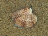 Veneridae sp