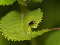 Planuncus tingitanus