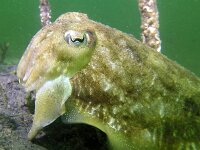Sepia officinalis,  Common Cuttlefish