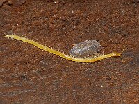 Chilopoda, Duizendpoten, Centipedes